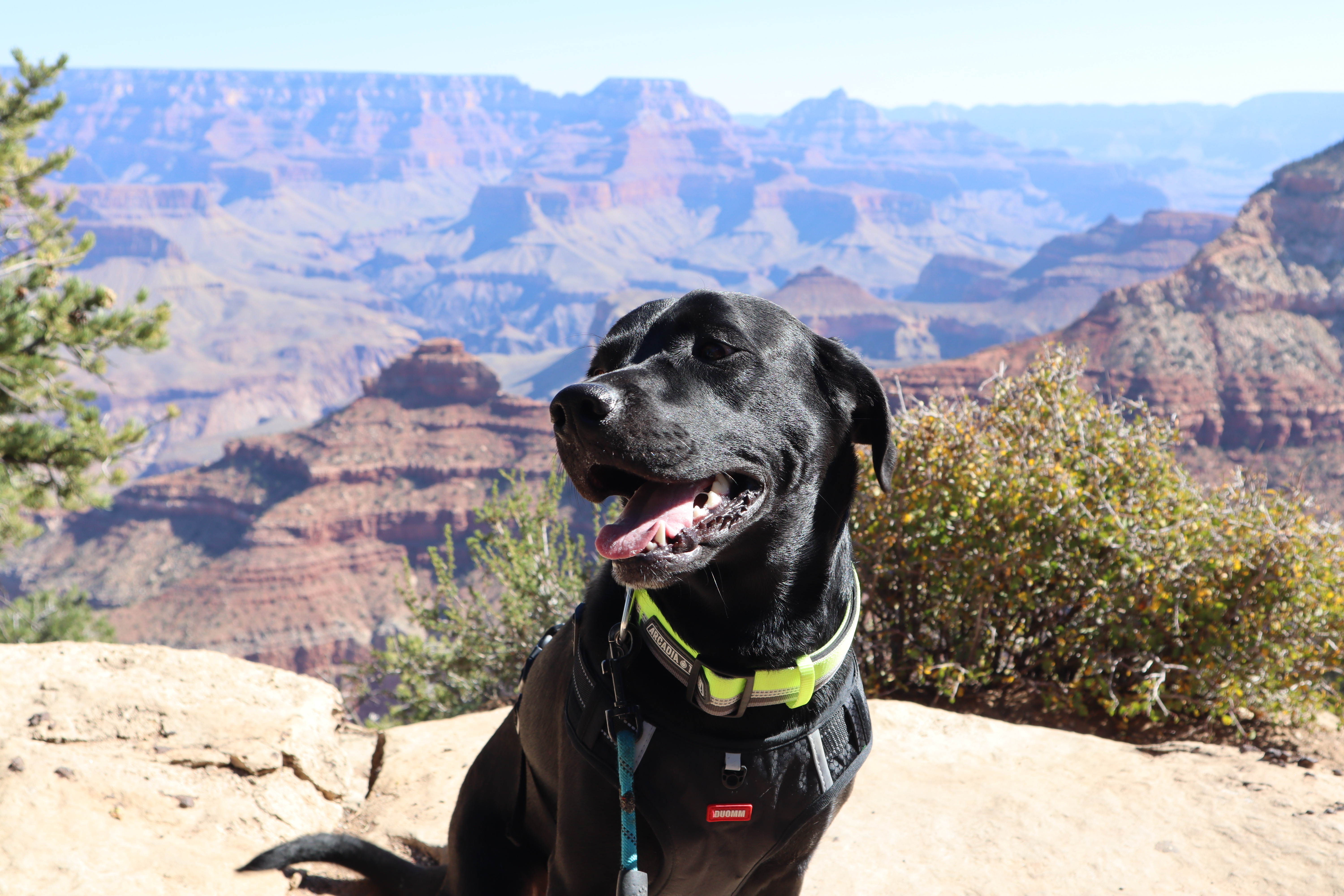 My dog (Billie) in the Grand Canyon
