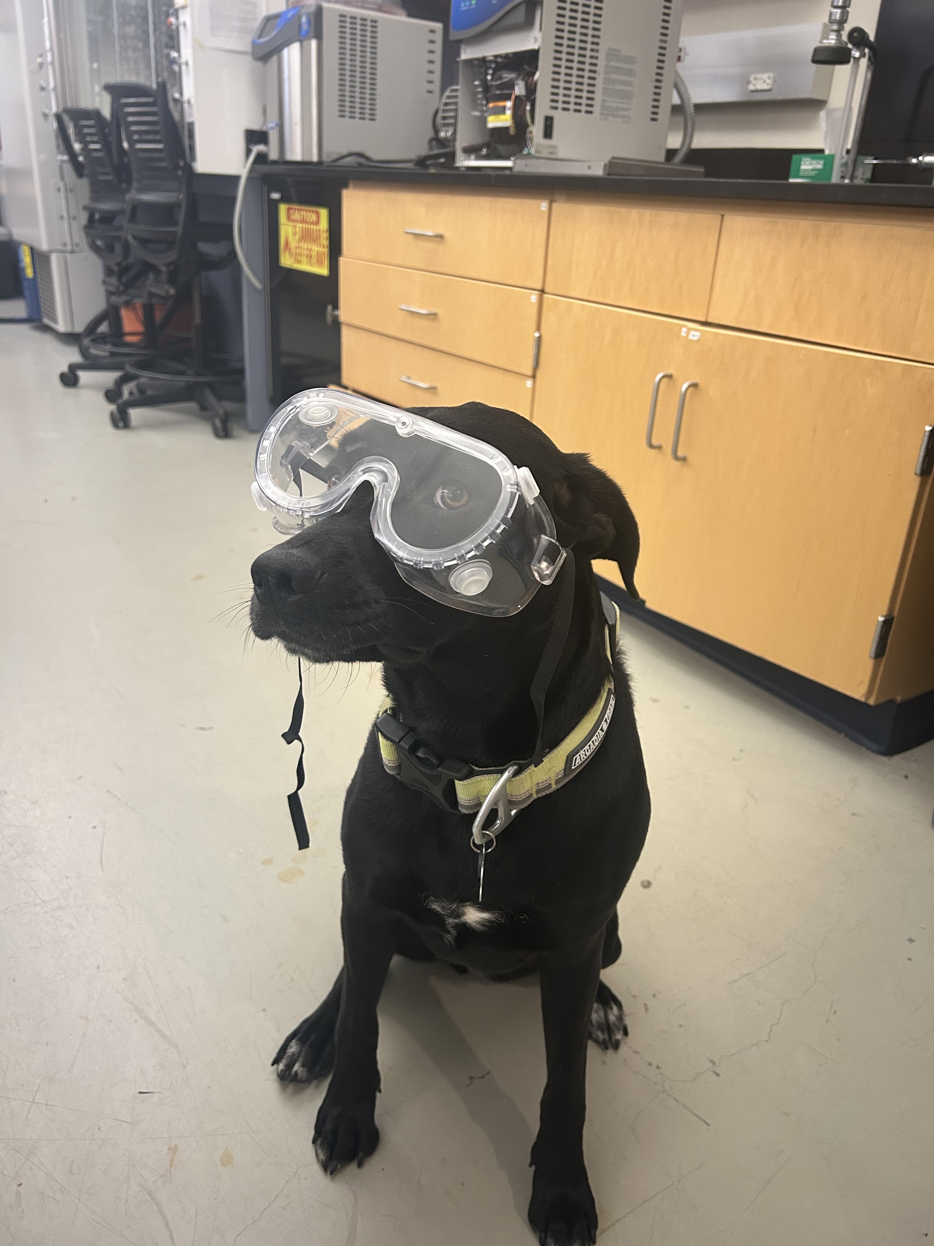 She also helps with lab work